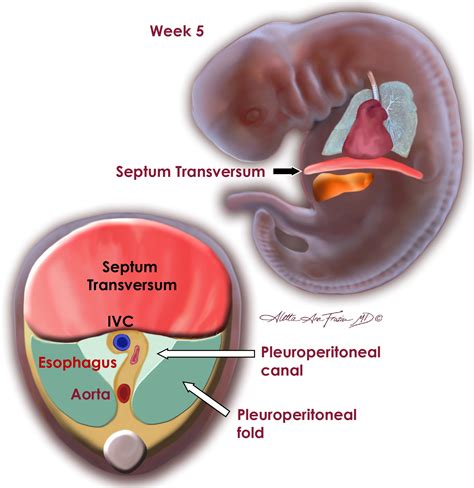 Routes of Transdiaphragmatic Migration from the Abdomen to the Chest ...