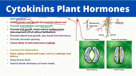 Cytokinins Plant Hormones | Phytohormones - YouTube