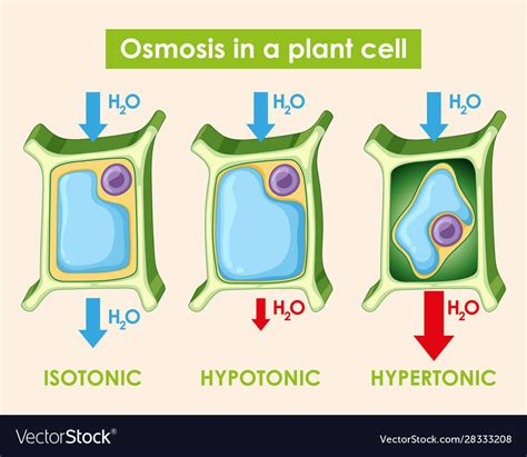 Diagram showing osmosis in plant cell Royalty Free Vector