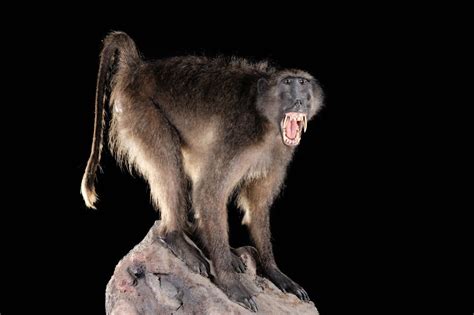 Chacma baboon - Papio ursinus - Masai Gallery