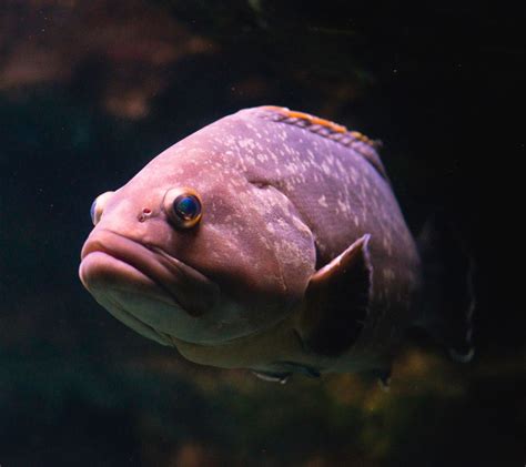 Dusky Grouper - Malta National Aquarium