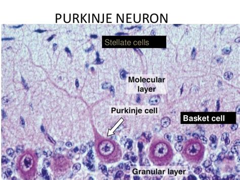 Histology Of Cerebellum