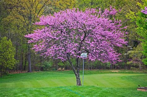 Redbud - Caseys Outdoor Solutions & Florist