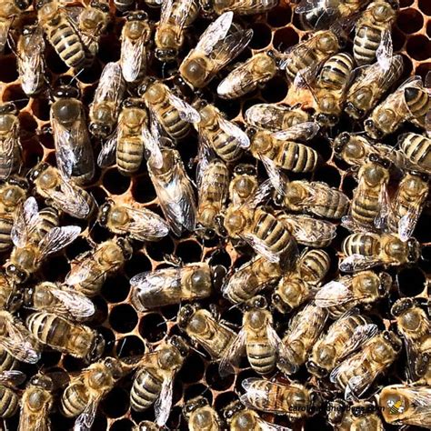 What is a Group of Bees Called? Exploring Beehive Terminology - Carolina Honeybees