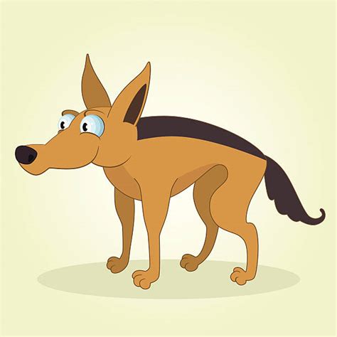 Best Jackal Illustrations, Royalty-Free Vector Graphics & Clip Art - iStock