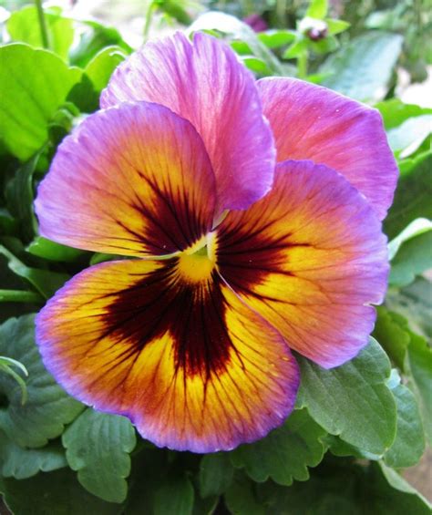 pansy | Flowers, Trees, & Other Such Gifts of Nature in 2020 | Pansies ...