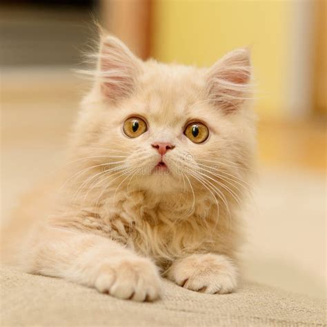 Fluffy Persian kitten stock image. Image of nature, kitty - 35143987