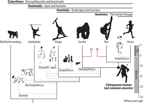 Fossil apes and human evolution | Science