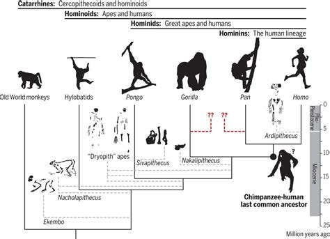 Fossil apes and human evolution | Science