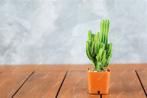 Premium Photo | Cactus collection in small flower pots.