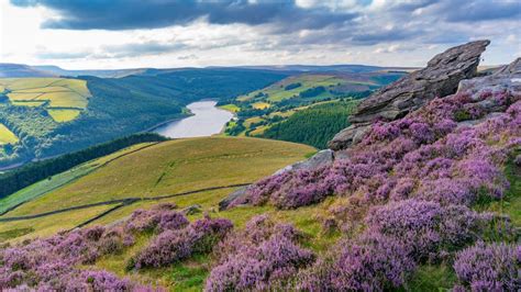 Purple heather on Derwent Edge, Peak District National Park, Derbyshire, England, UK | Windows ...