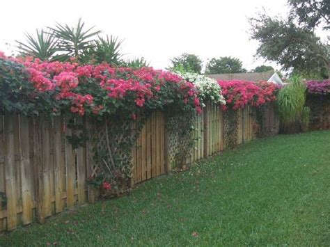 Bougainvillea next to trellises | Backyard fences, Fence plants, Fence ...