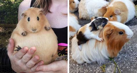 How Long Pregnancy Lasts for These 16 Animals / Bright Side