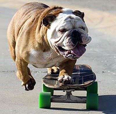 Amazing facts: World most incredible skateboarding dog