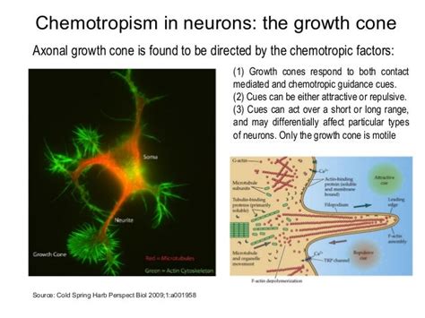 Chemotaxis & Chemotropism