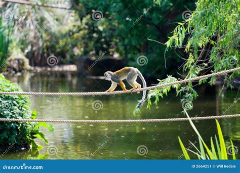 Monkey on a Rope stock image. Image of primate, tail, rope - 2664251