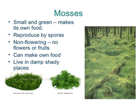 Non Flowering Plants Revision