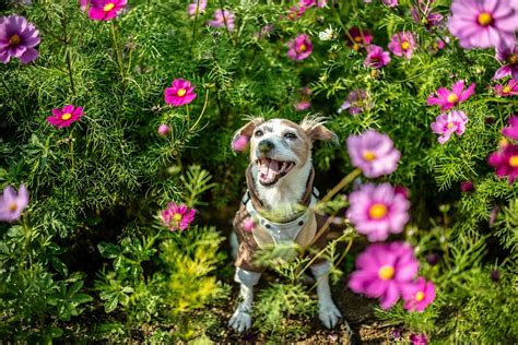 Can I give my dog Claritin for allergies? | FirstVet