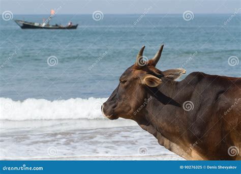 Bull Observer. a Sacred Bull on the Shore of the Warm Sea. Stock Image - Image of away, distant ...