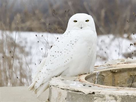 Snowy owl migration gives scientists chance to study them | WGVU NEWS