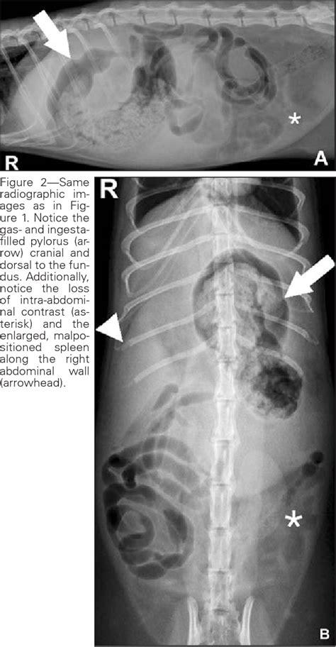 Figure 2 from What is your diagnosis? Gastric dilatation-volvulus (GDV) with secondary ...