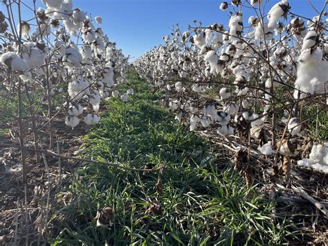 Oklahoma cotton growers prove conservation and ingenuity are the keys to success - High Plains ...