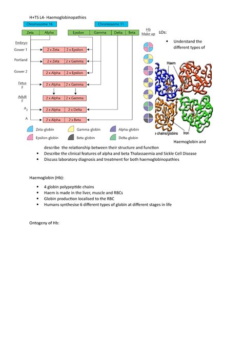 L4- Haemoglobinopathies - LOs: Understand the different types of Haemoglobin and describe the ...