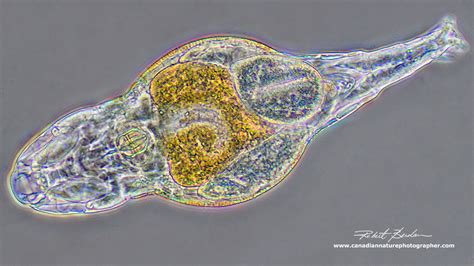 Photographing Rotifers - The Canadian Nature Photographer