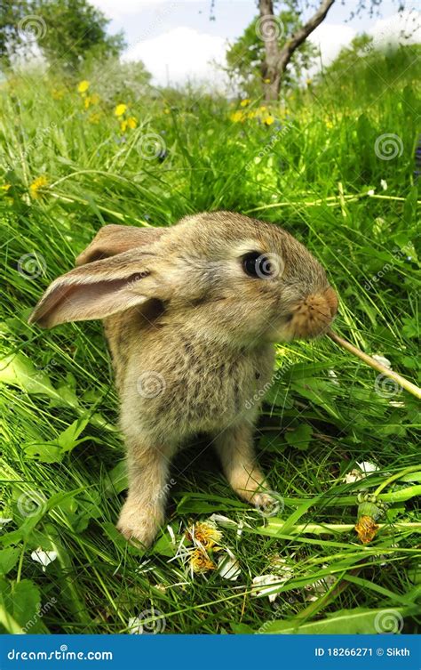 Cute Gray Baby Rabbit stock image. Image of domesticated - 18266271