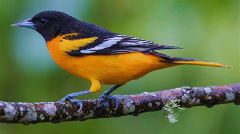 Baltimore Oriole Migration Tracker 2023: Tracking The Journey Of ...