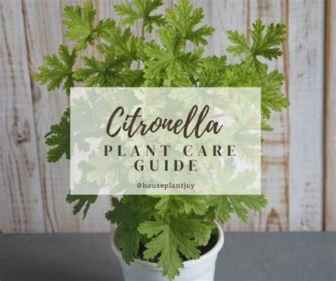 Citronella Plant Care Guide - HouseplantJoy.com