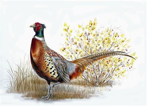 Ring-necked Pheasant by WanderingAlbatross on DeviantArt | Autumn ...