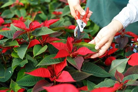 Can I Grow Poinsettias Grow Year-Round? - The Habitat