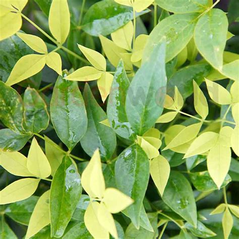 Nandina Magical Lemon Lime 14cm - Garden World