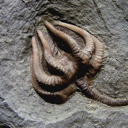 Crinozoa - Wikispecies