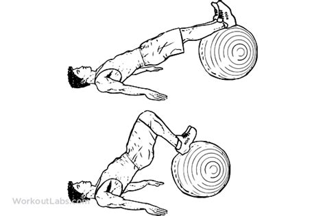 Stability / Swiss / Exercise Ball Hamstring Leg Curl / Hip Raise ...