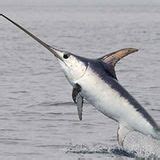 Swordfish Movements Using Telemetry - Wildlife Computers Inc.