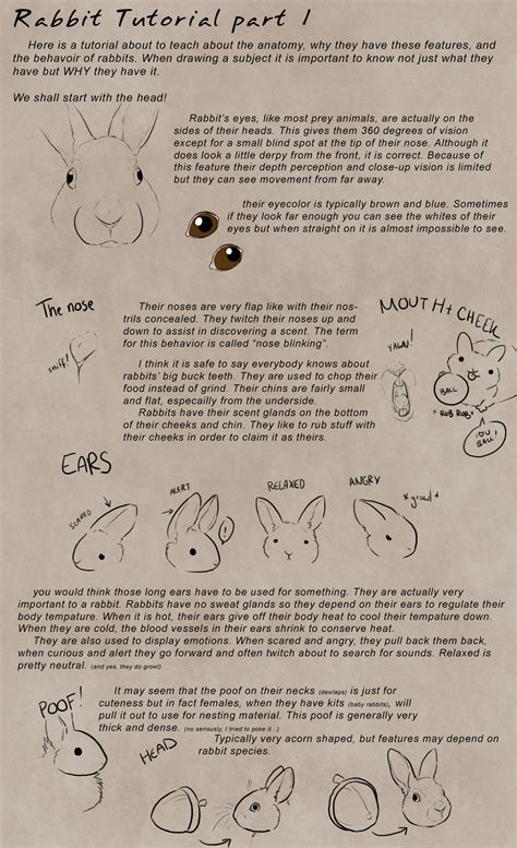 Rabbit Tutorial Part 1 by Kium on DeviantArt