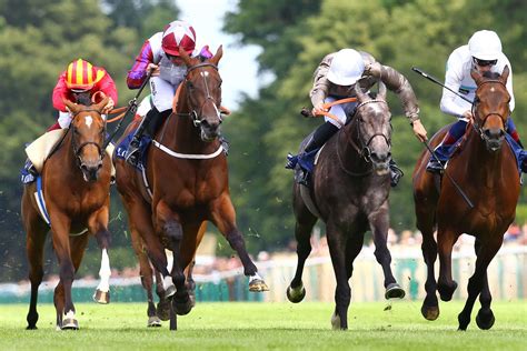 Royal Horse lanza su alimento R-550 una fórmula especial para caballos ...