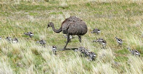 Patagonia Wildlife Guide