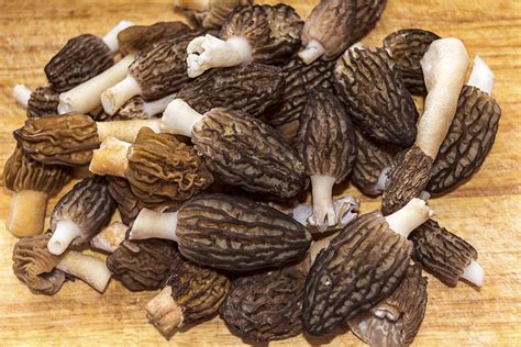 Edible black morel spring mushrooms