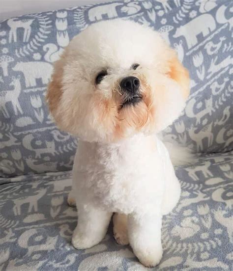 Bichon Frise Colors: Do Bichons Really Only Come in White?