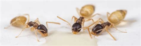 Ghost Ant Control: How To Get Rid of Ghost Ants | Solutions Pest & Lawn