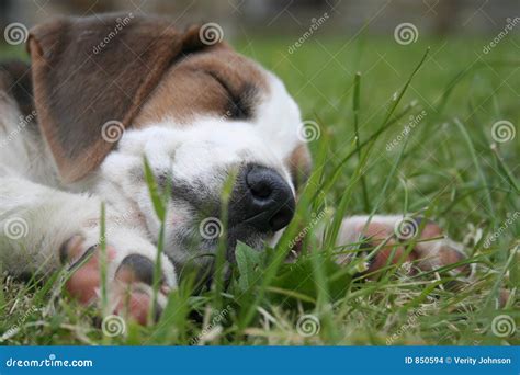 Sleeping beagle puppy stock photo. Image of peace, garden - 850594