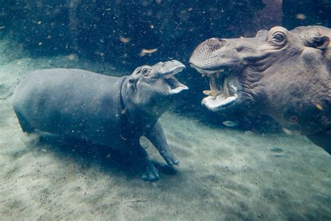 Meet Fiona the hippo, whose journey to health has made her a social media star - ABC News