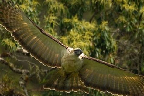 Logging, agricultural activities threaten habitat of Philippine Eagle ...