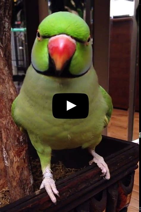 Cute Gif, Funny Cute, Talking Parrots, Funny Parrots, African Grey Parrot, Cute Wild Animals ...