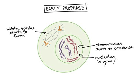 Prophase in mitosis and meiosis (Prophase 1 and 2)