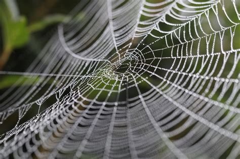 Cobweb Wheel Spider Web Orb - Free photo on Pixabay