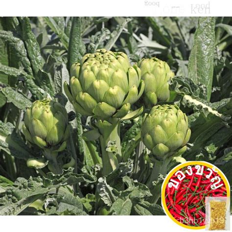 Guaranteed germination rate 15สีเขียวGlobe Artichoke Seeds Artichoke ...